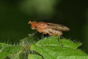 Diptera